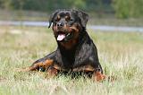 ROTTWEILER 315